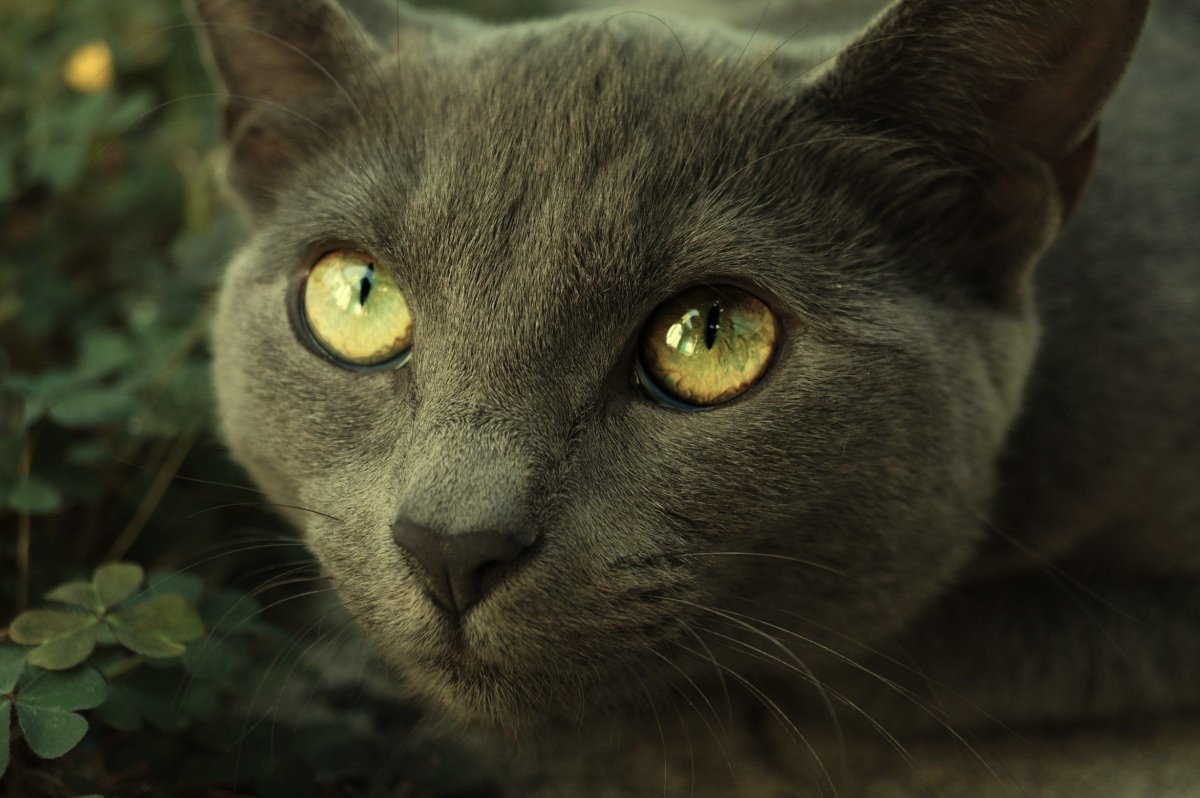 Кошка с зелеными глазами