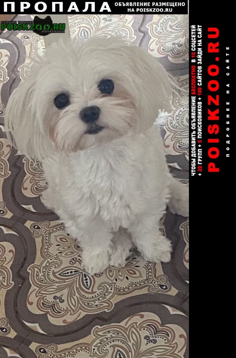 Пропала собака Анапа мальтезе