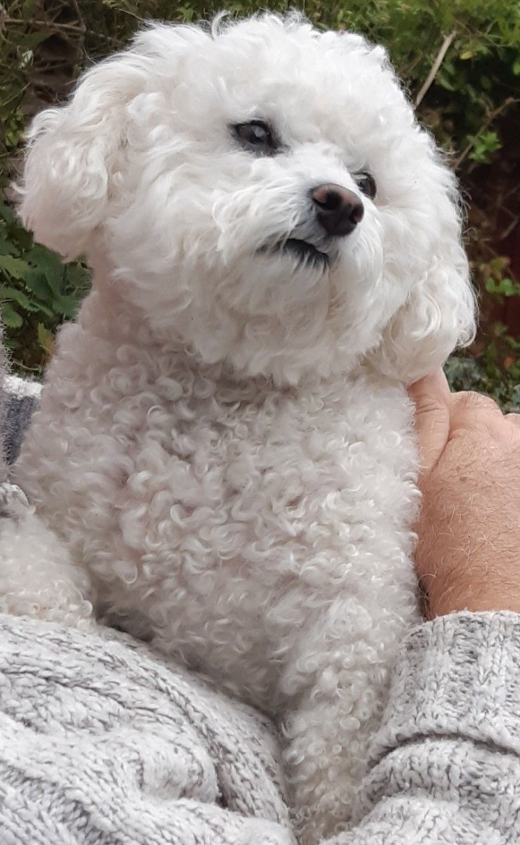 Порода Бишон фризе