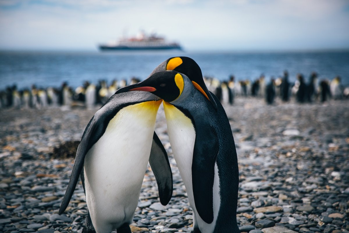 Пингвин hugsi купить