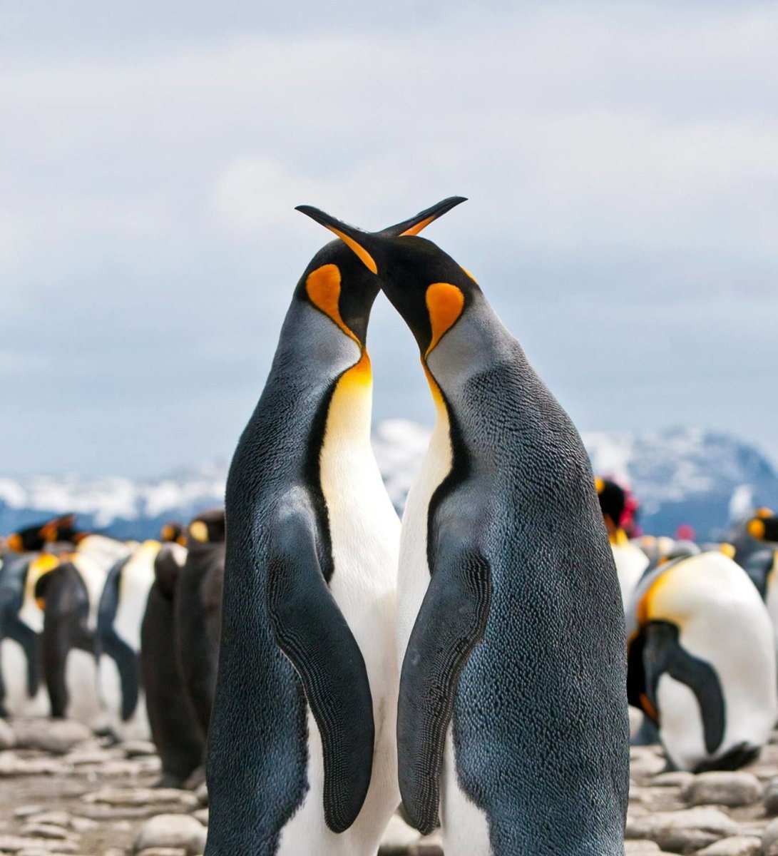 Хохлатый Пингвин