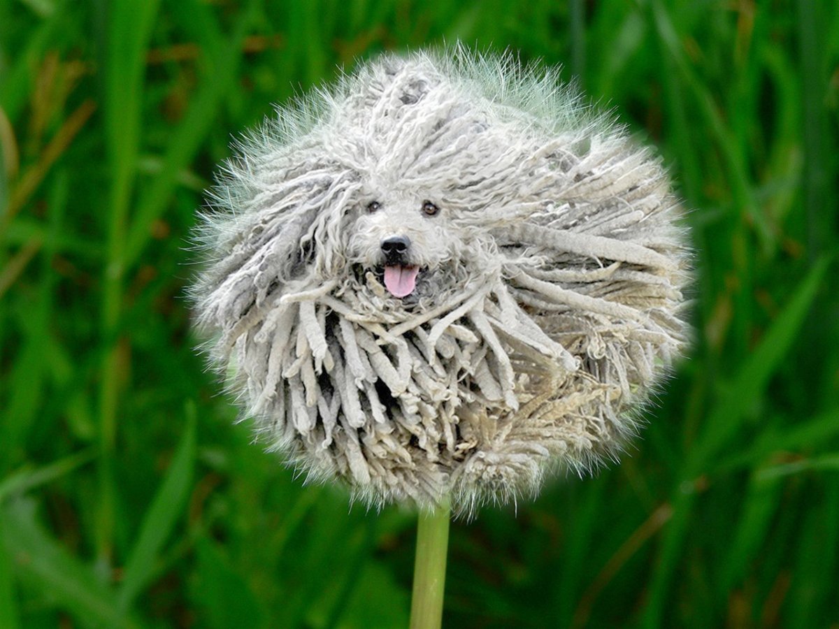 Пули собака и Командор