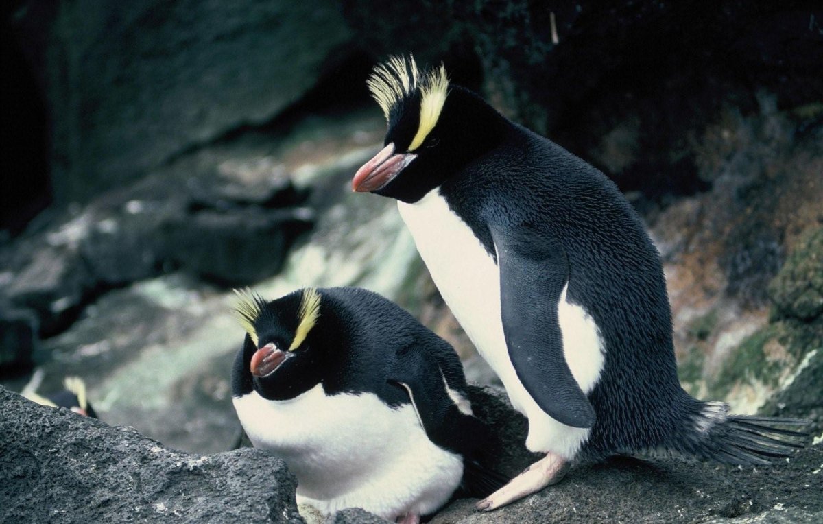 Снэрский хохлатый Пингвин