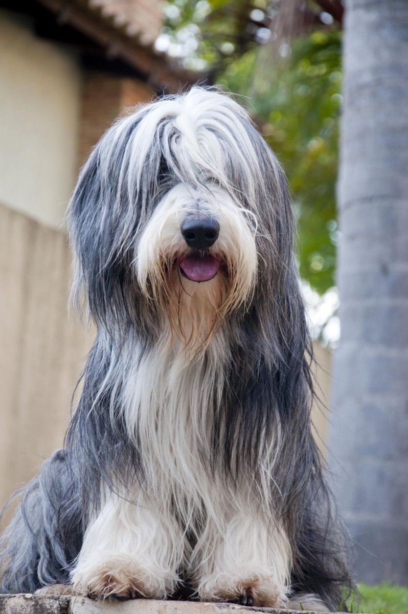 Шотландская бородатая колли