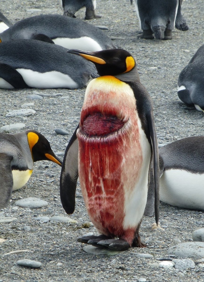 Страшный Пингвин