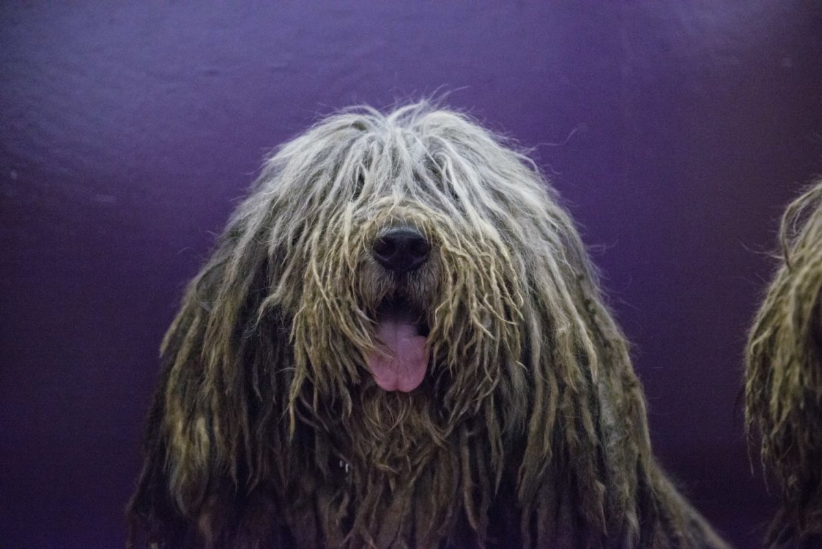 Самая лохматая собака