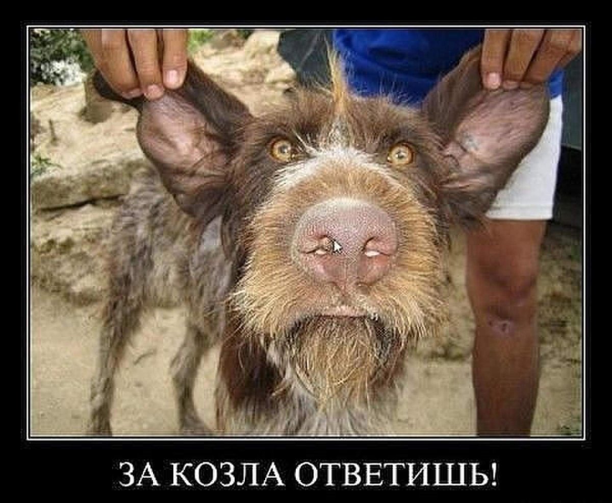 Лохматое животное