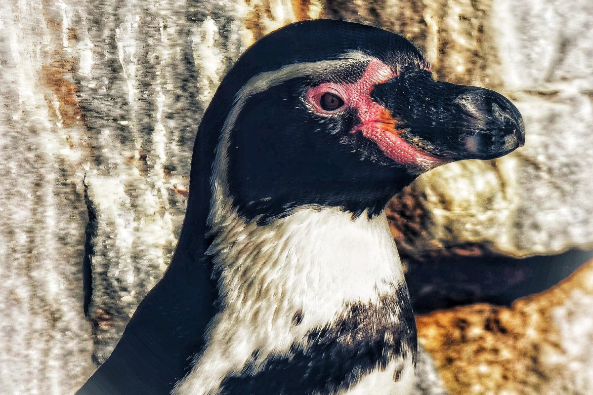 Клюв пингвина