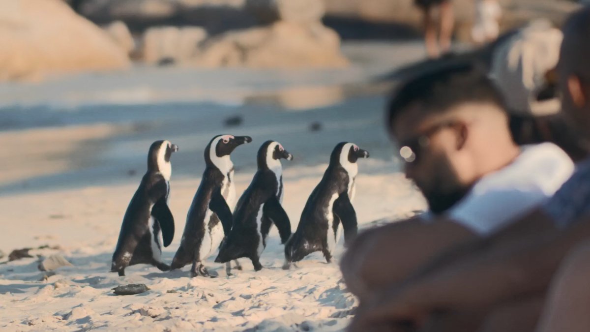Пингвины в городе Кейптаун