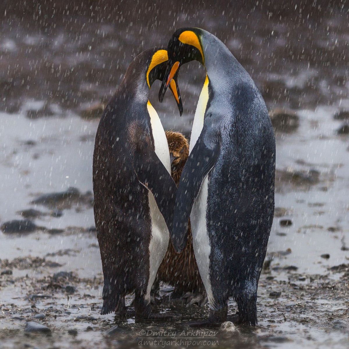 Великолепный Пингвин