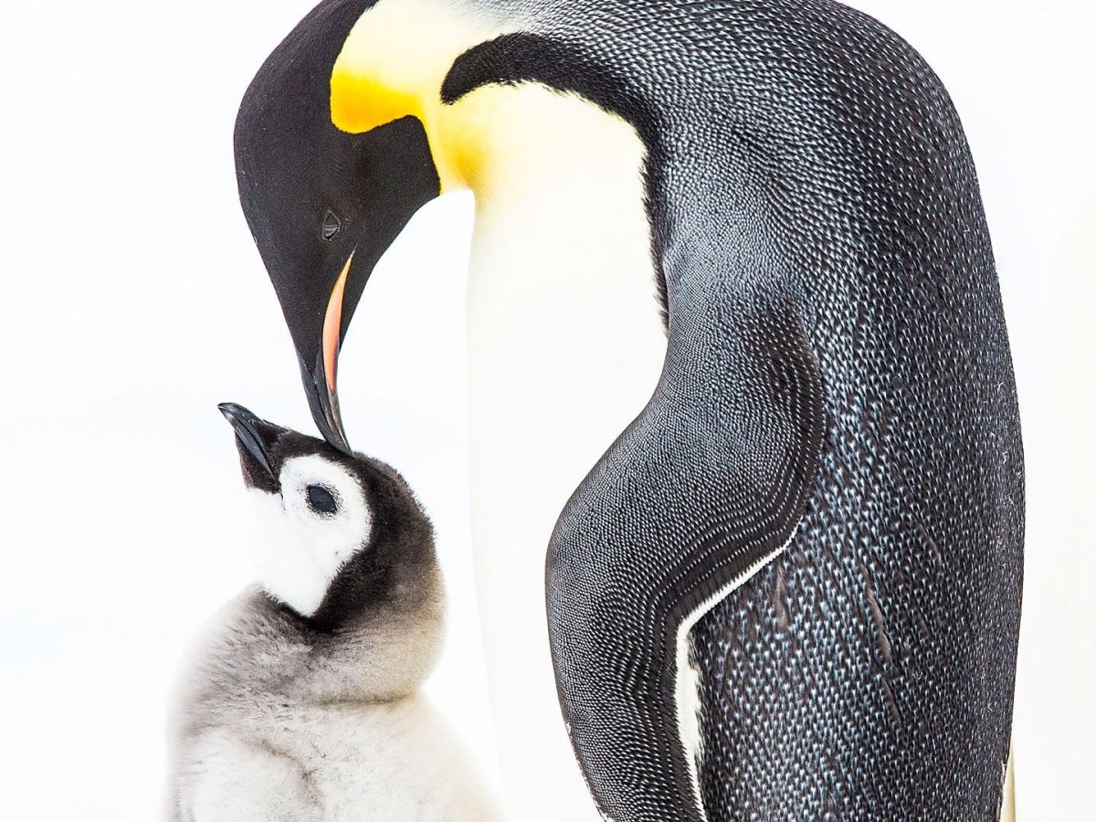 Тигровый пингвин