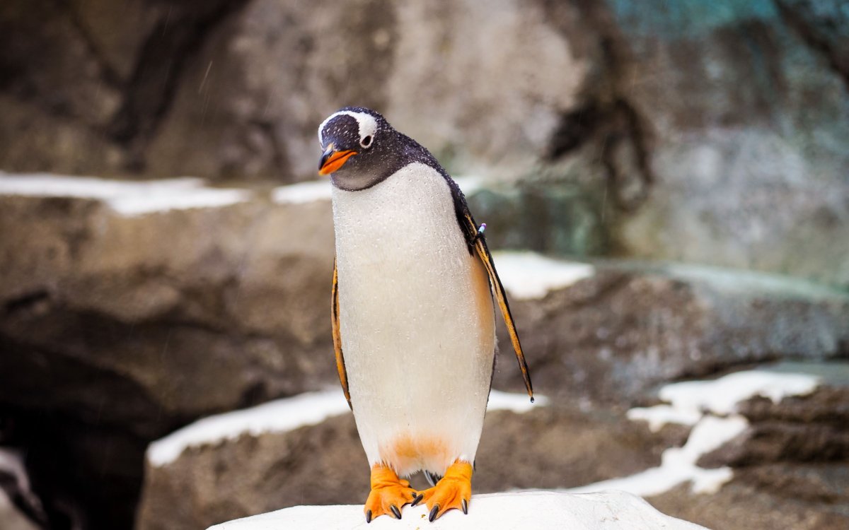 Пингвин птица