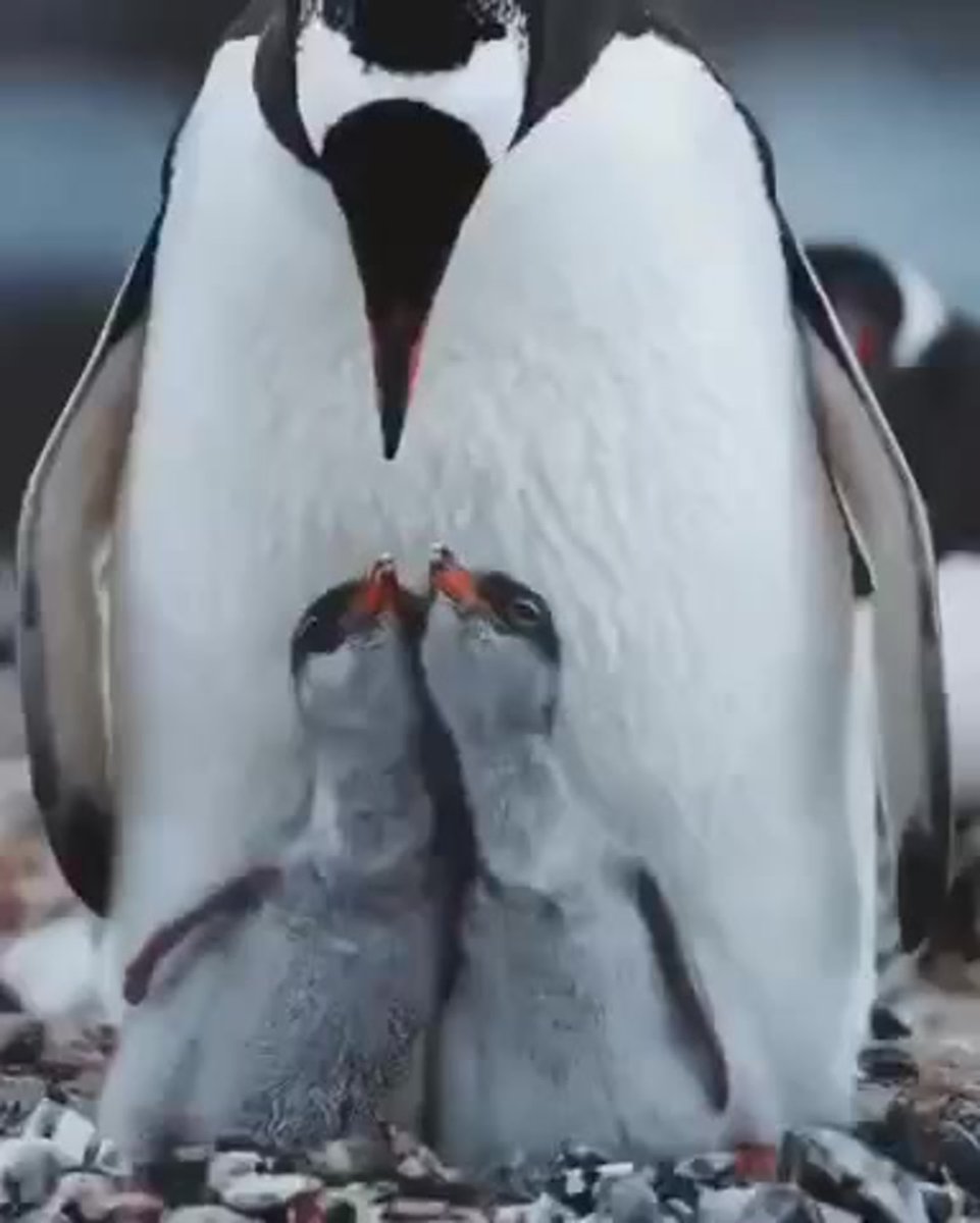 Пингвин картинка