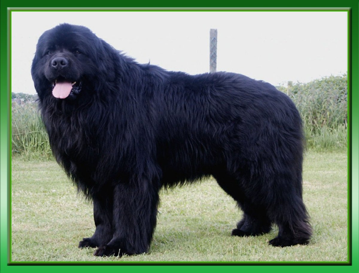 Собака водолаз ньюфаундленд