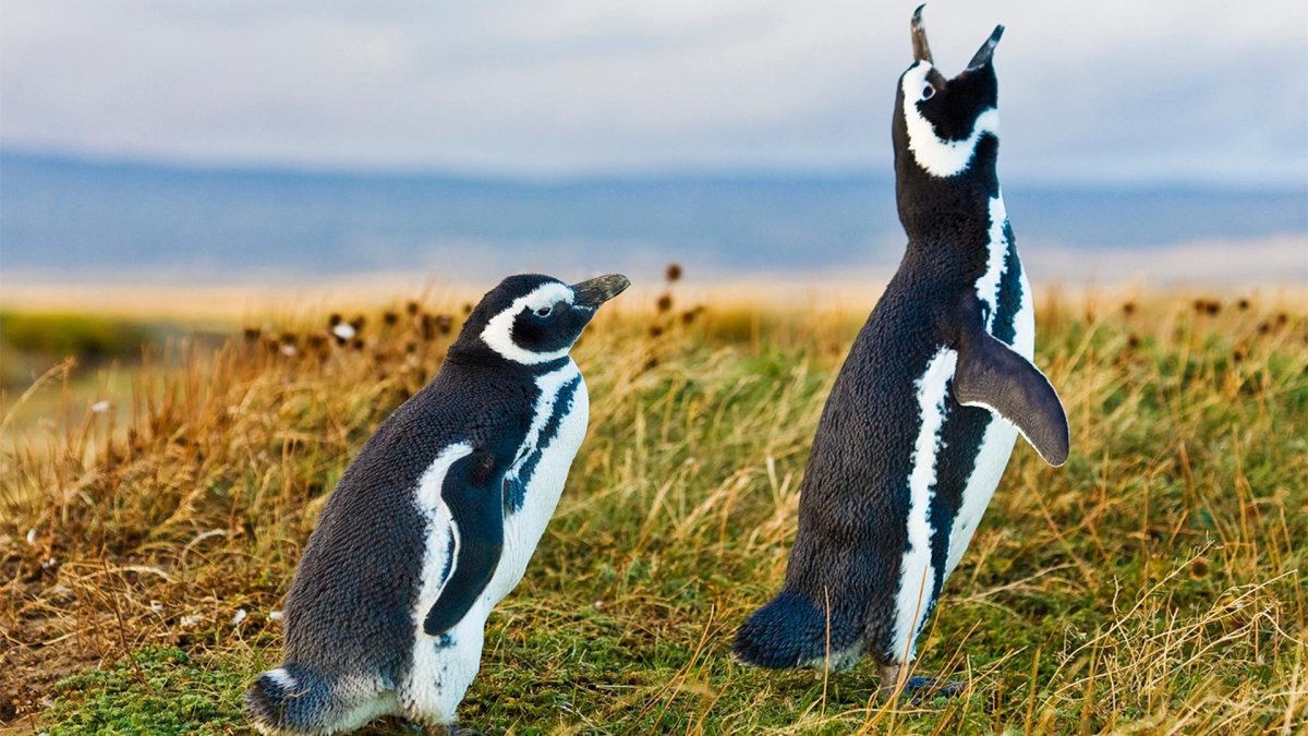 Боевой Пингвин