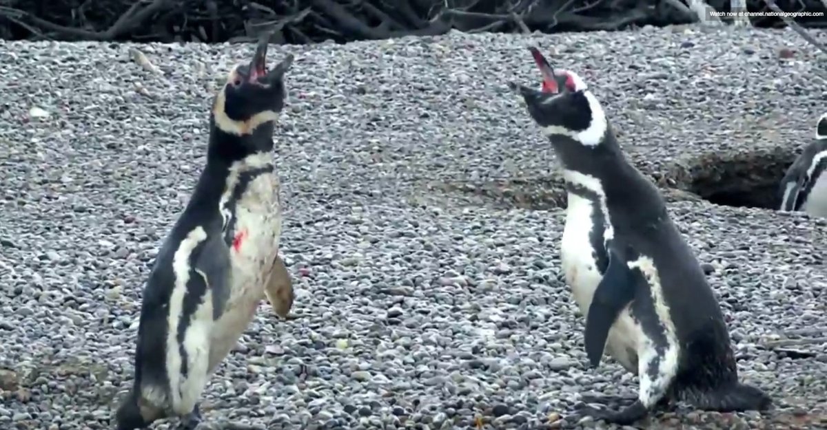 Злой Пингвин