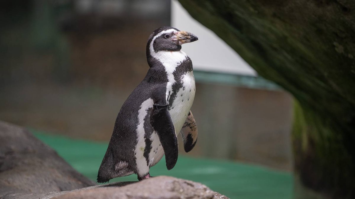 Пингвин Гумбольдта