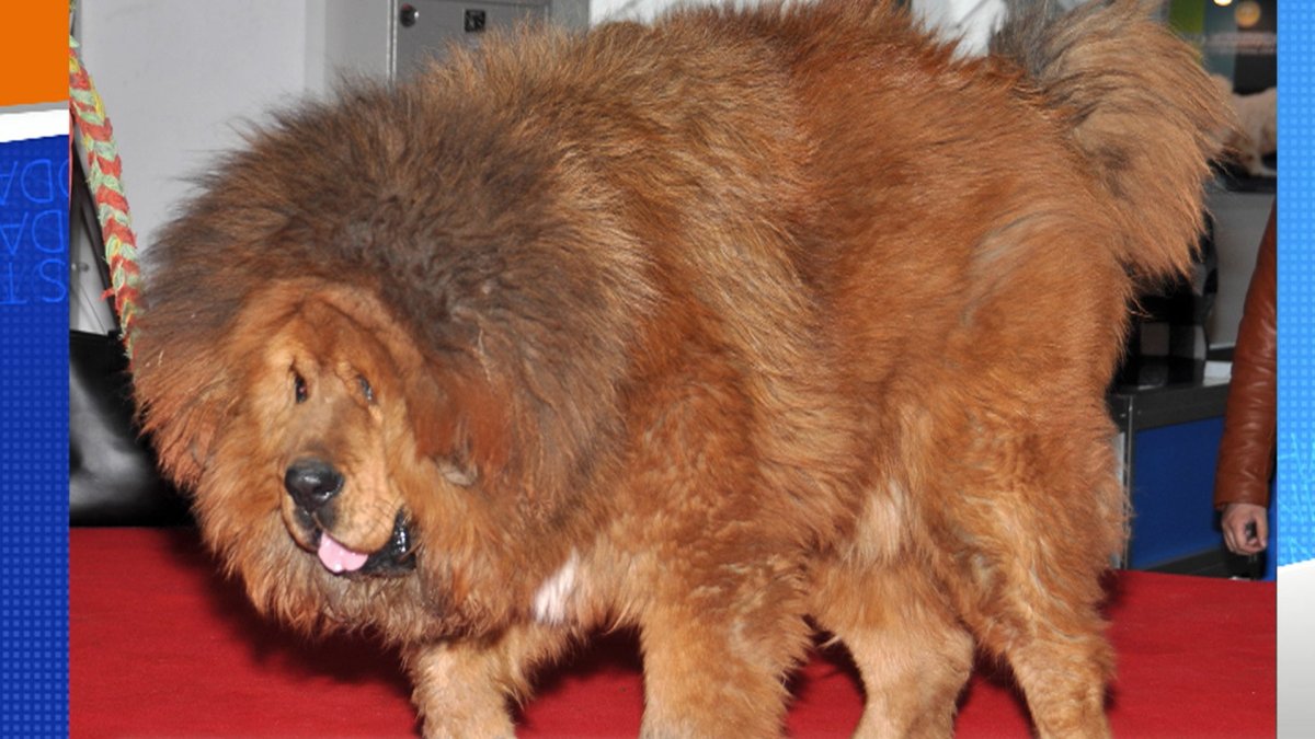 Тибетский мастиф гигантский исполин