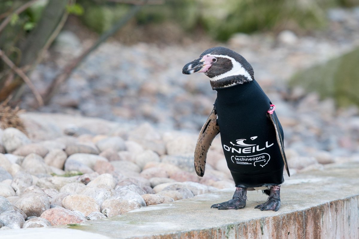 Шоколадный Пингвин