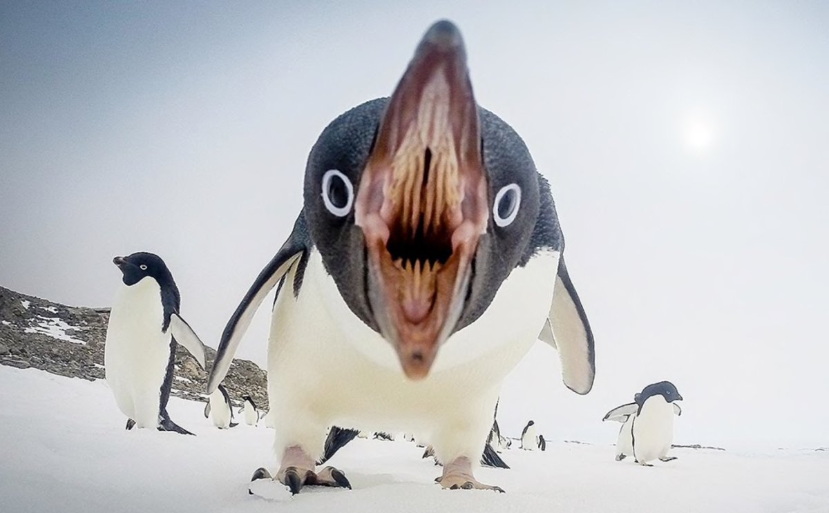 Страшный Пингвин