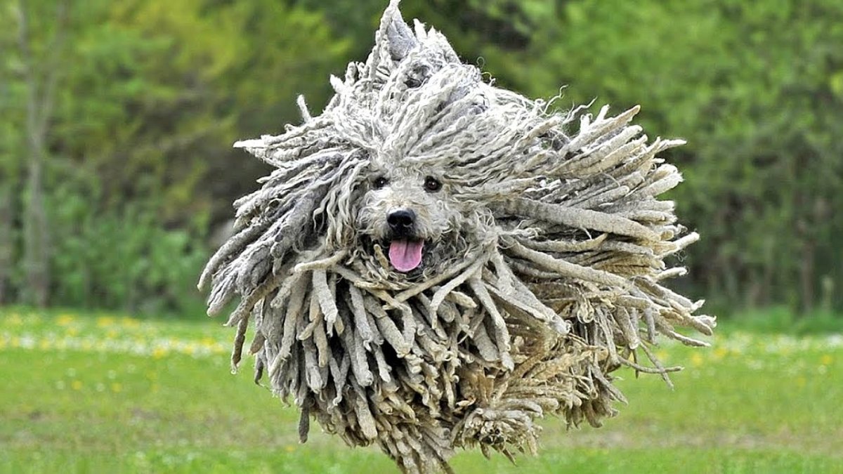 Венгерская овчарка пули