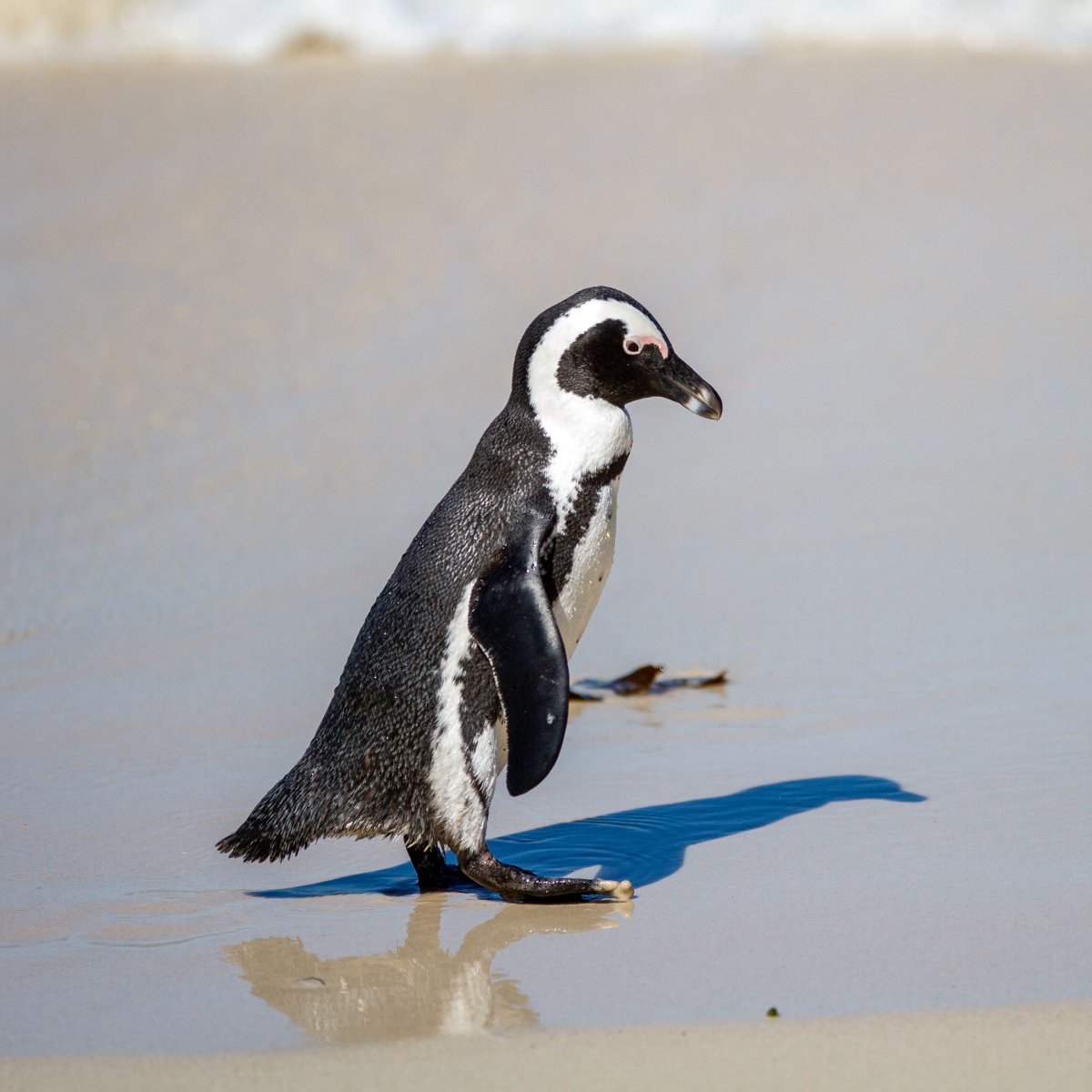 Пингвины обои