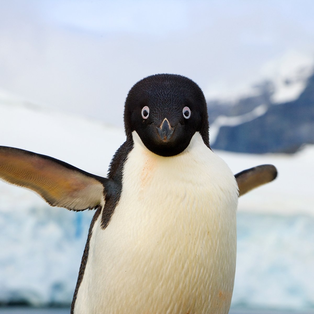 Удивленный Пингвин