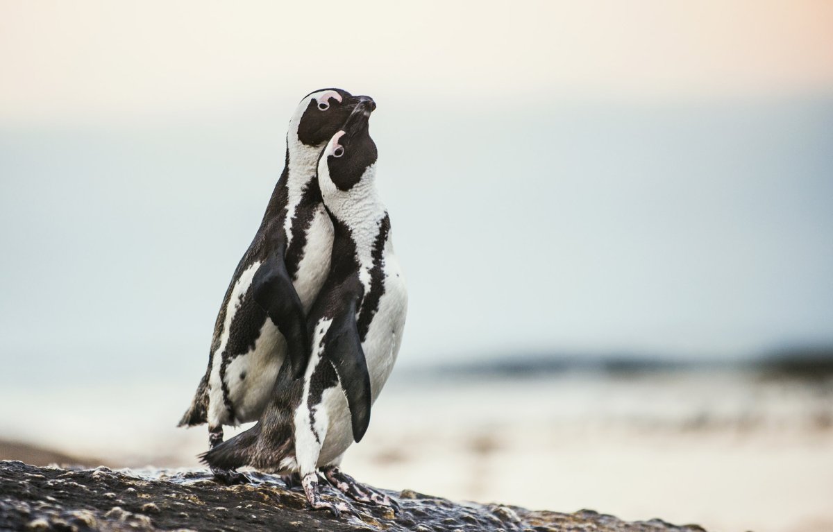 Очковый Пингвин колония