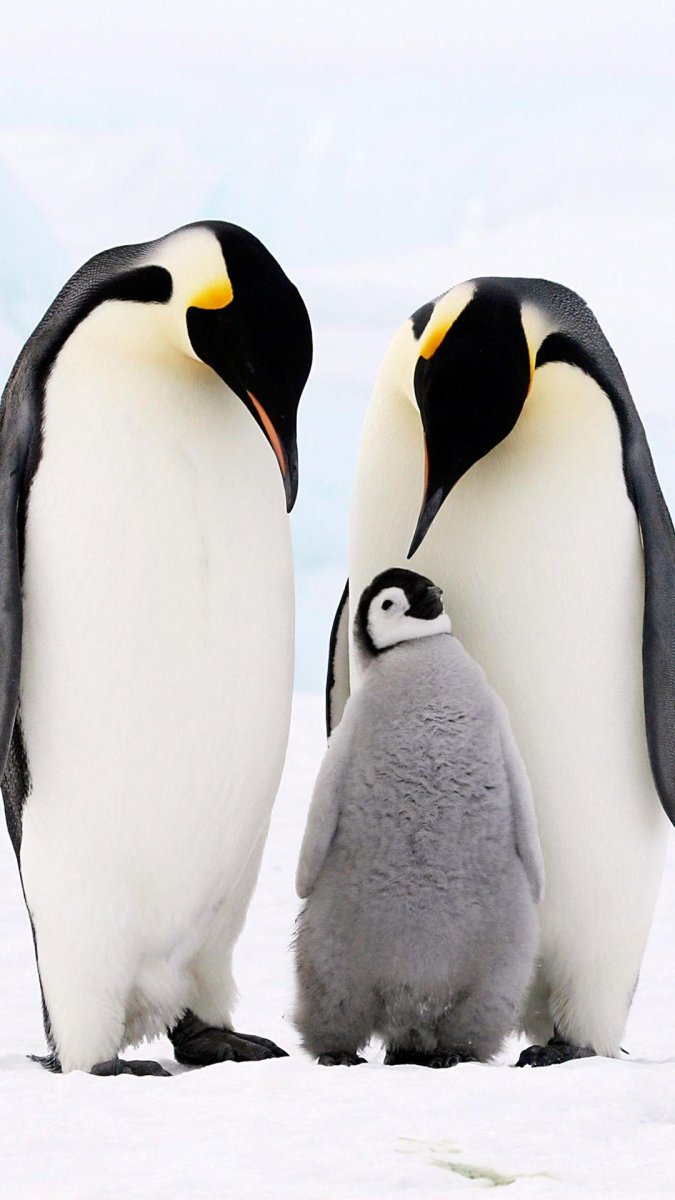 2 Пингвина