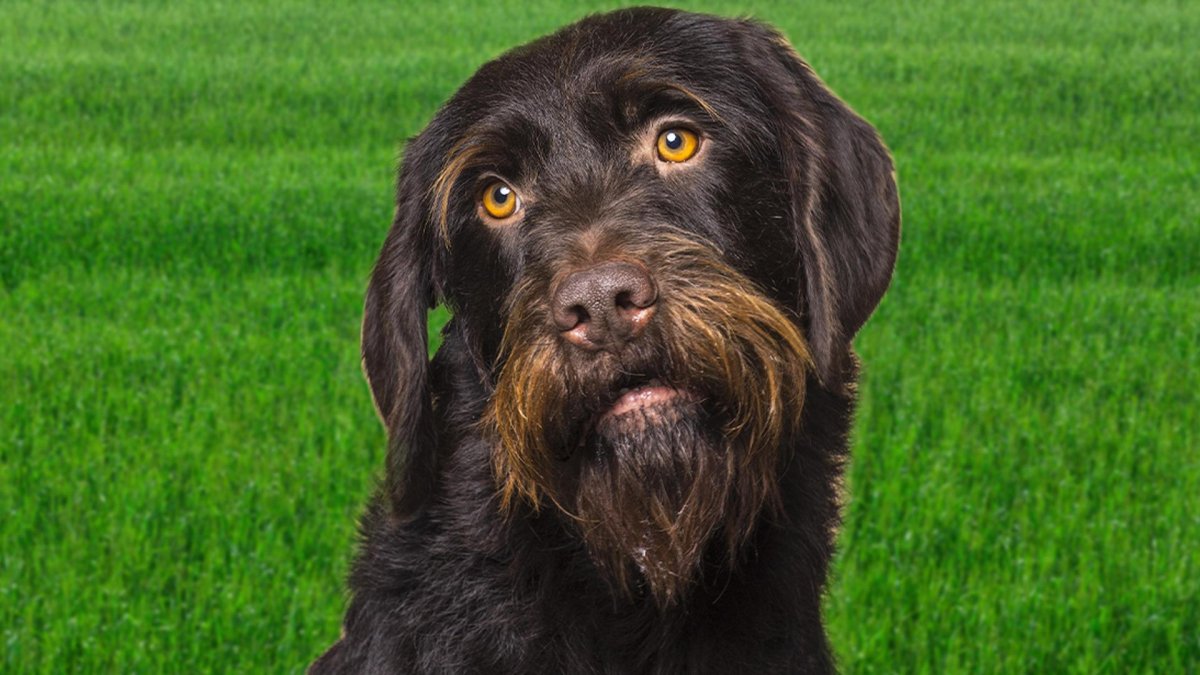 Пойнтер гриффон чёрный