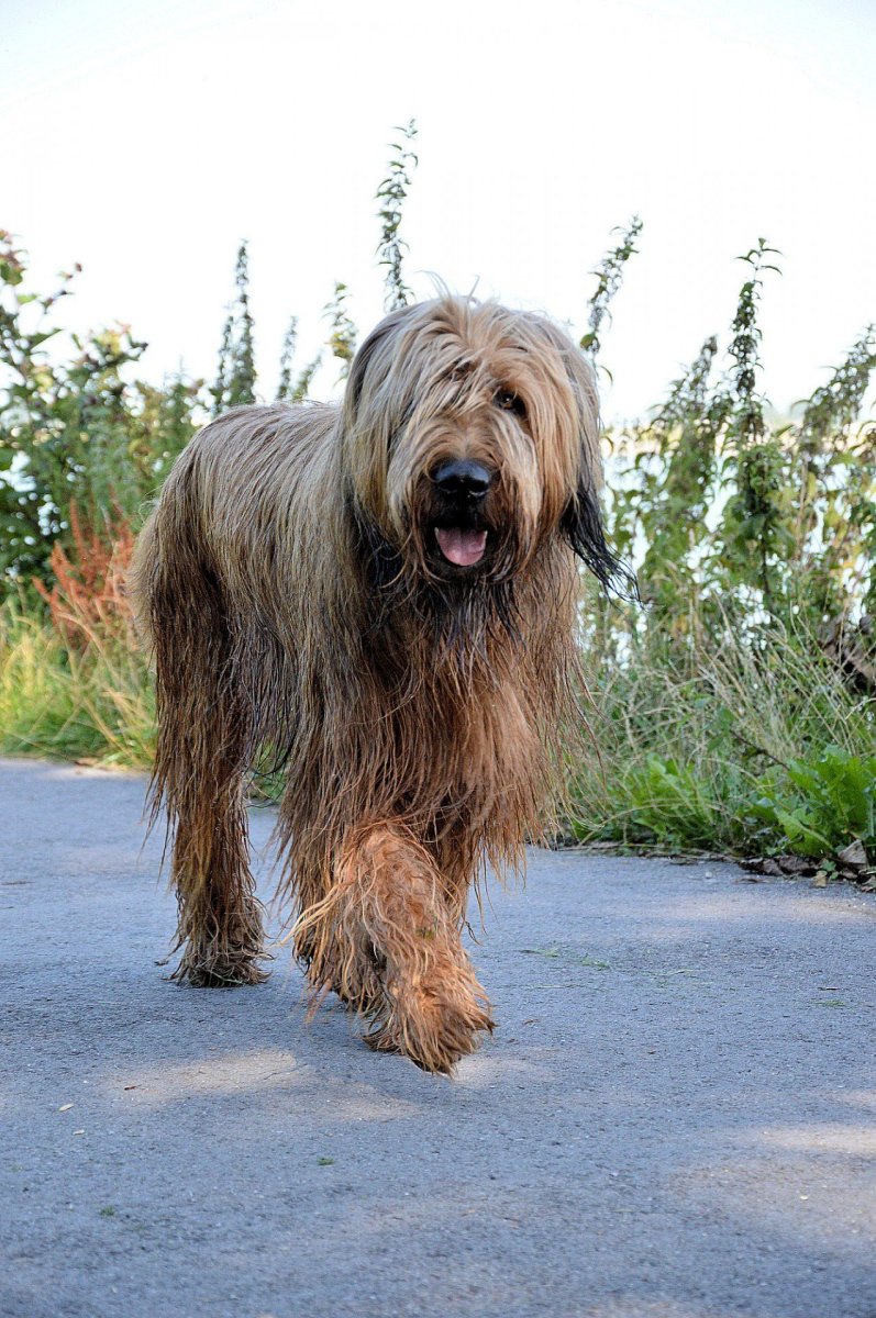 Большая волосатая собака