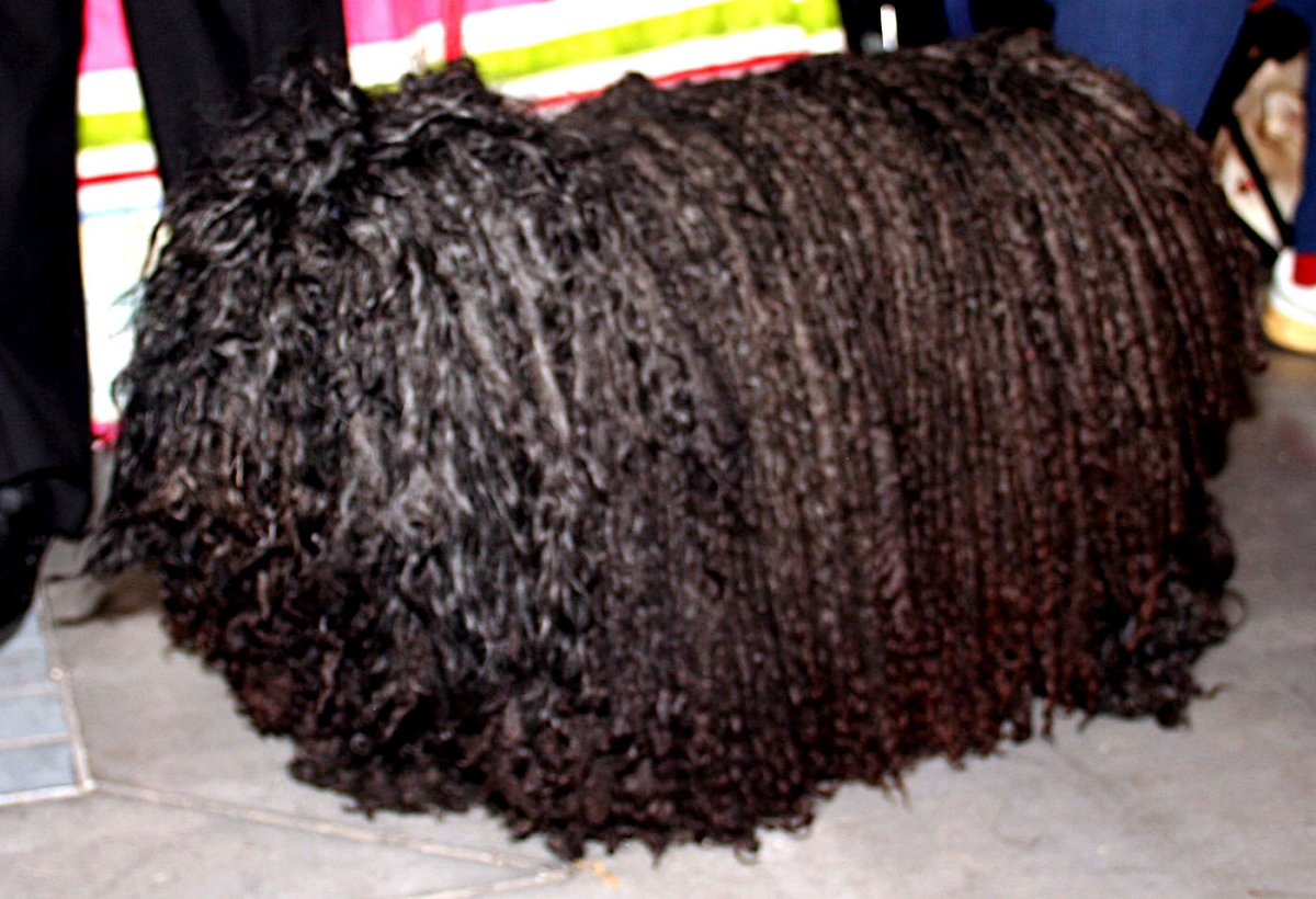 Пули собака