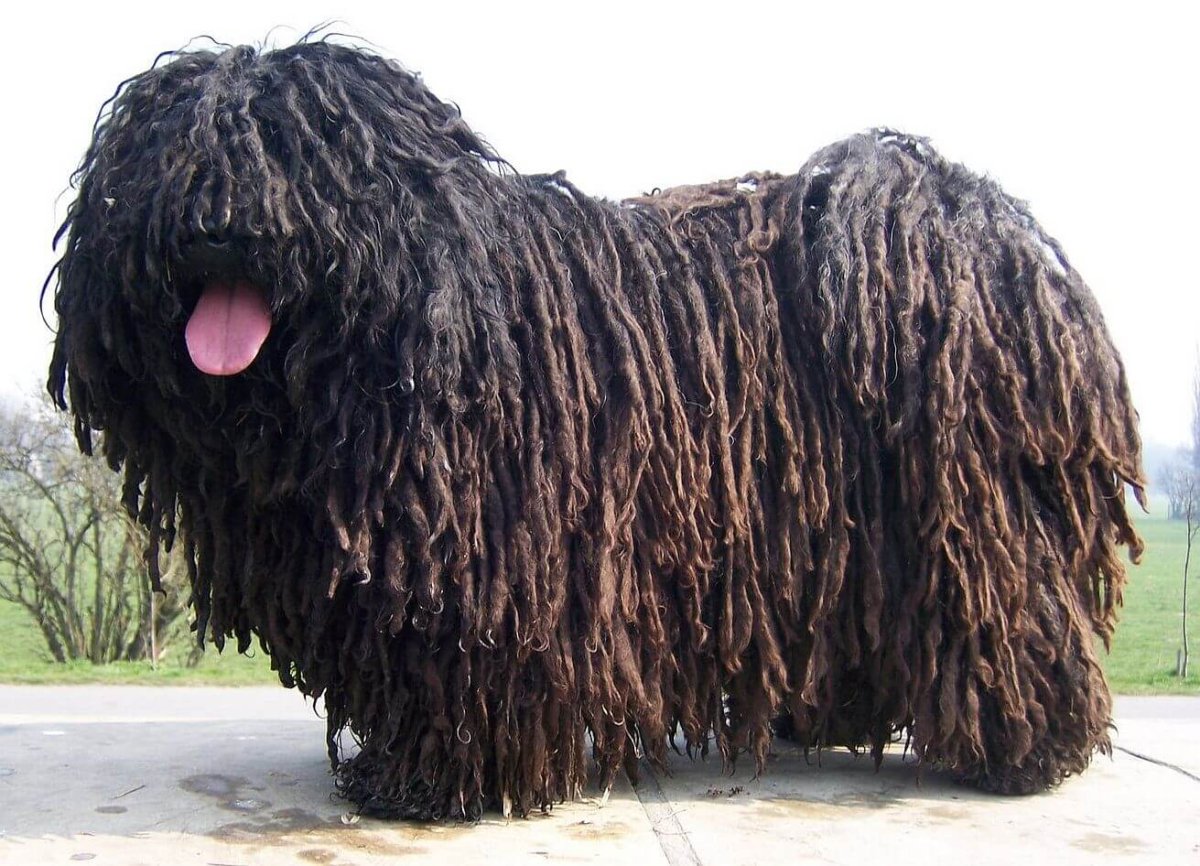 Венгерская пастушья овчарка