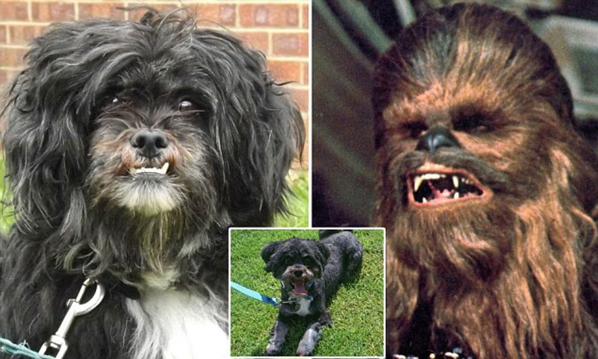 Маленькая бородатая собака