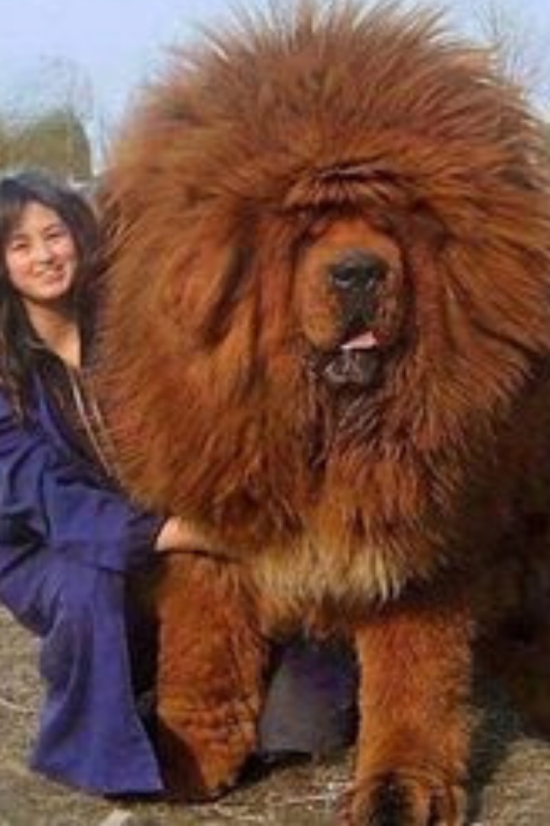 Тибетский мастиф