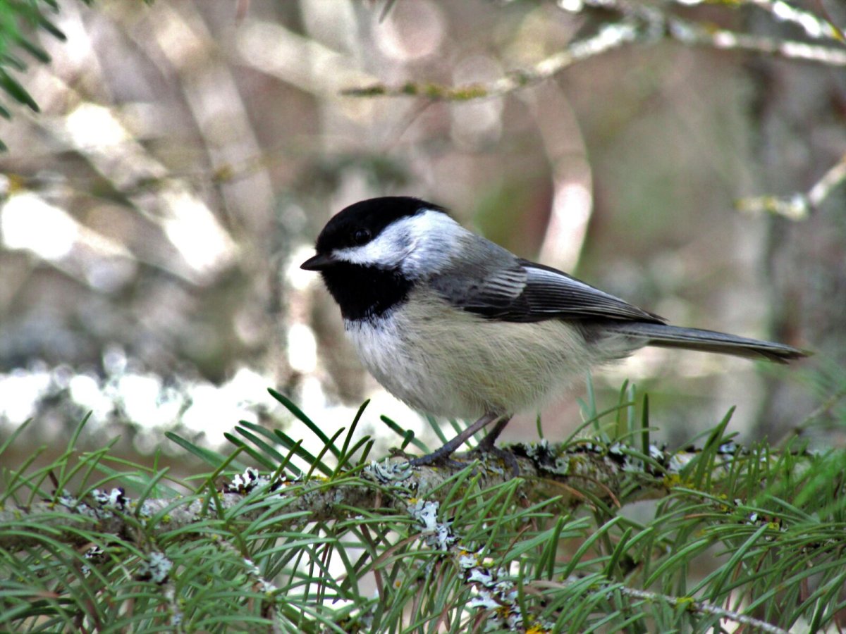 Черноголовая гаичка