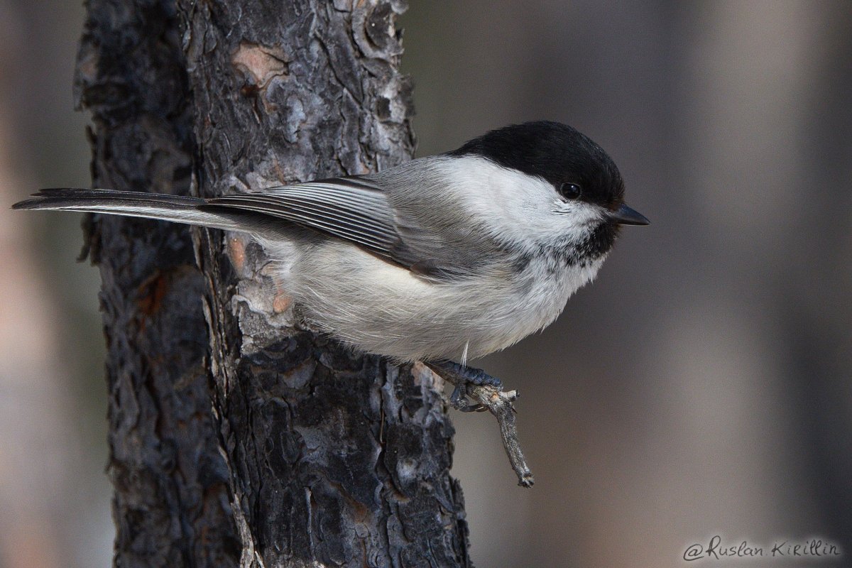 Синица гаичка пухляк
