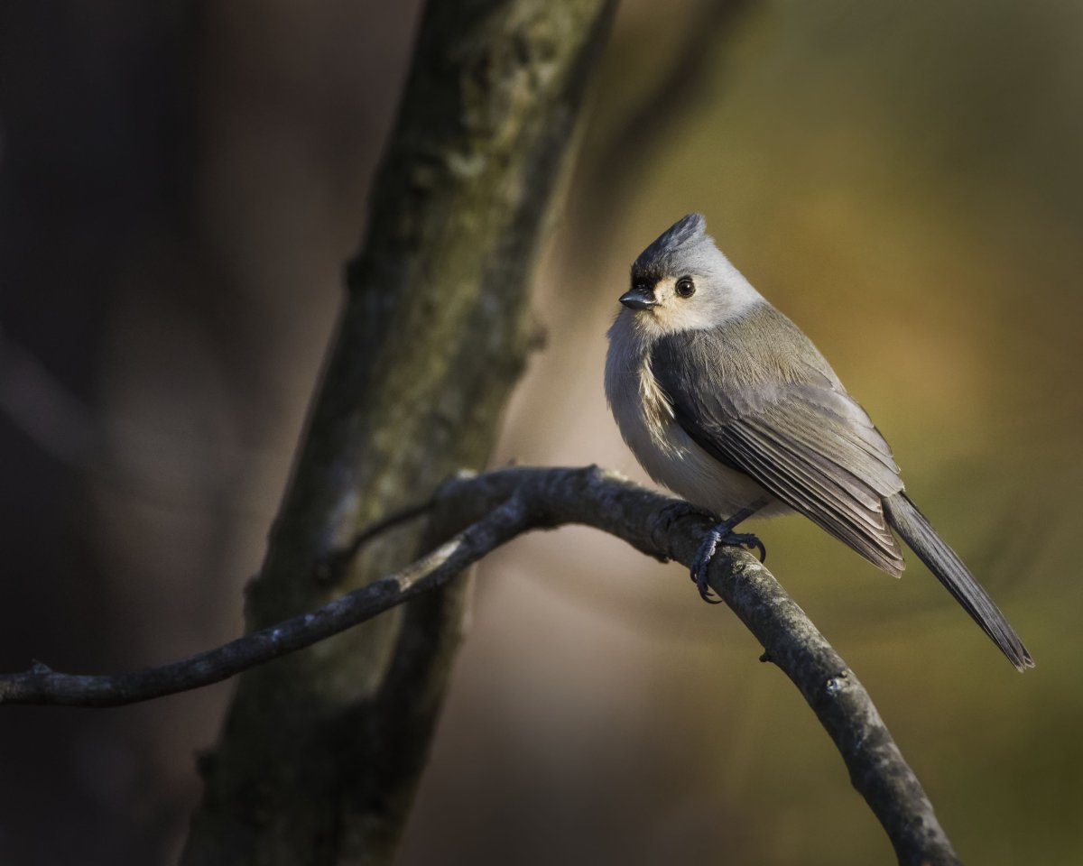 Хохлатая синица