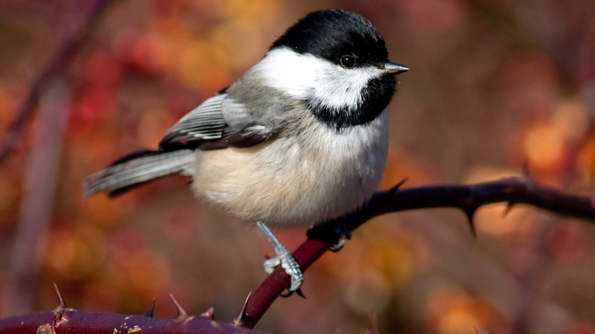 Черноголовая гаичка птица