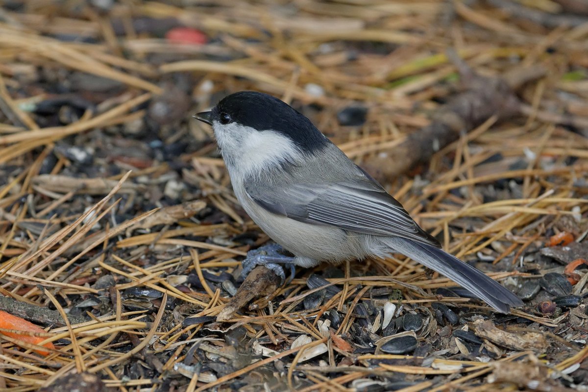 Буроголовая гаичка