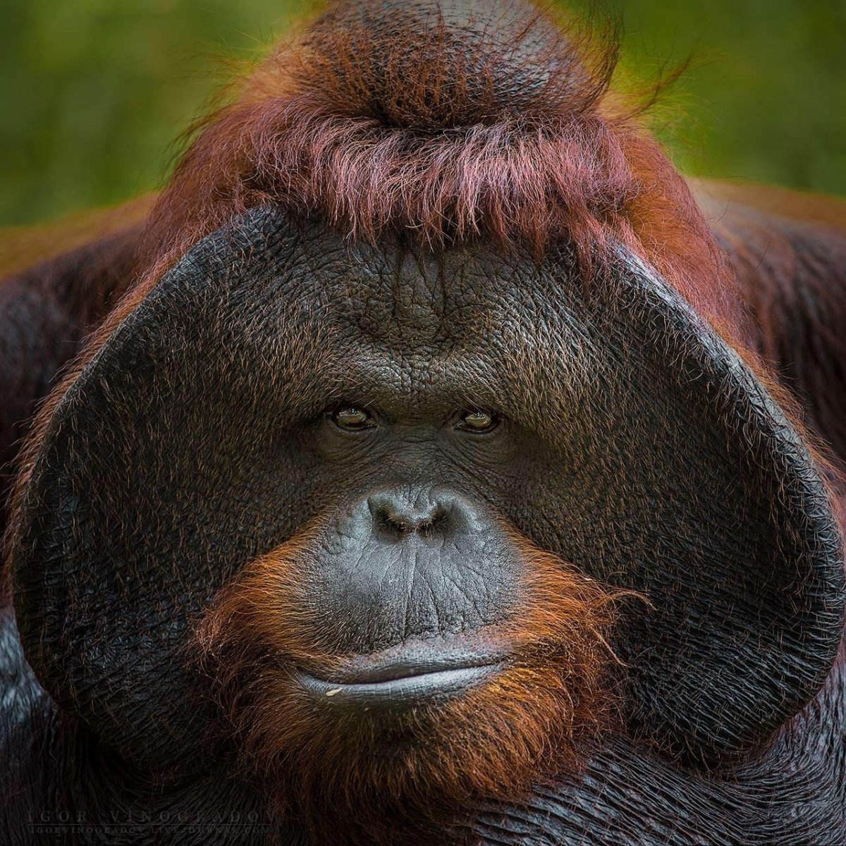 Обезьяна с большими щеками