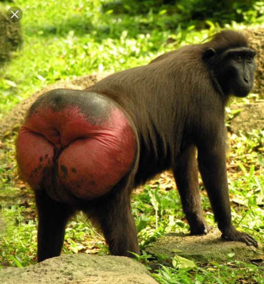 Обезьяны с красными попами