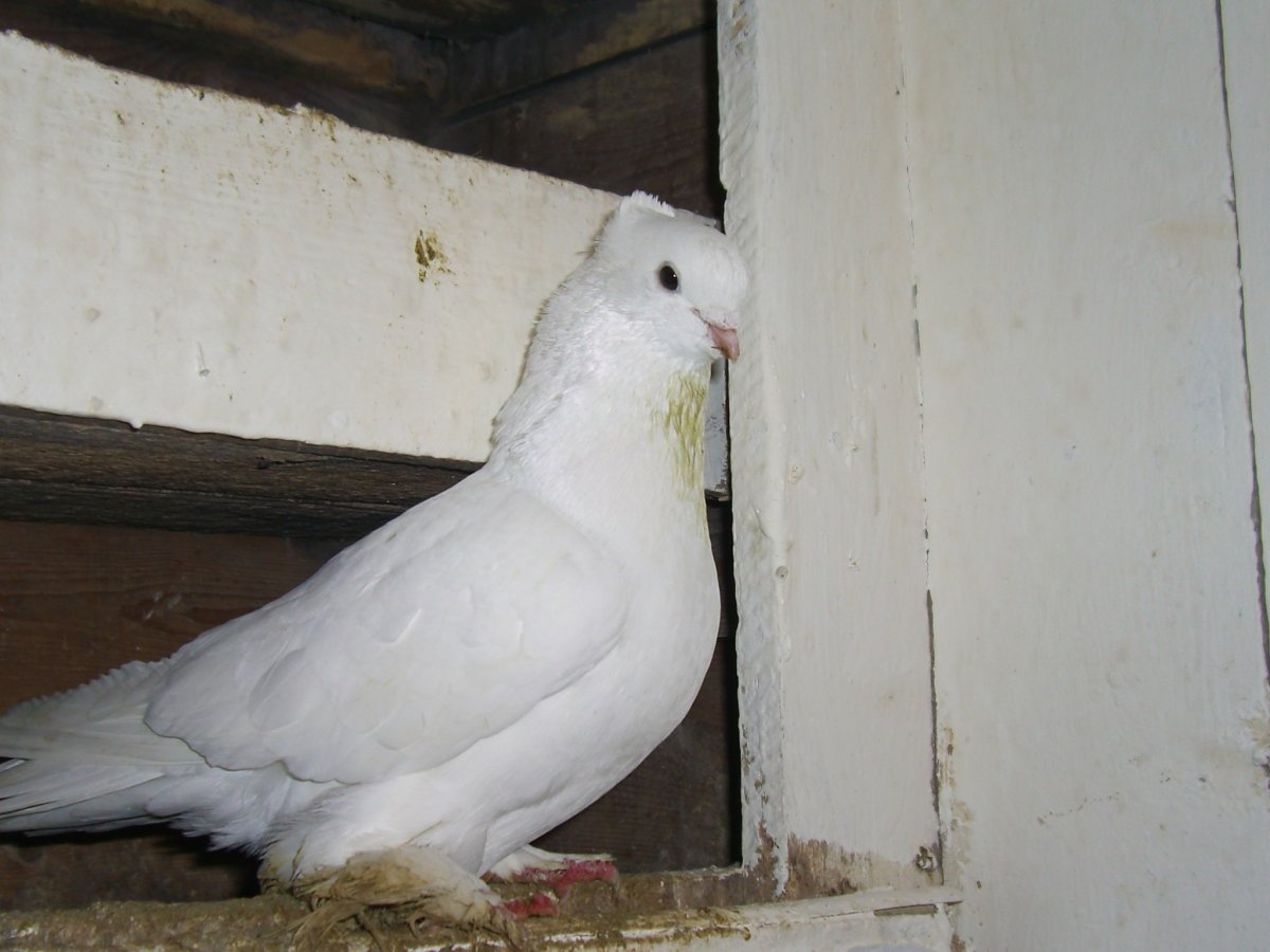 Андижанские бойные голуби фото