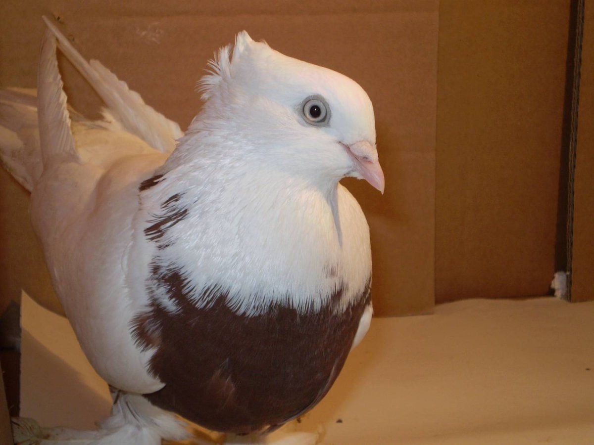 Голуби породы айдижансы