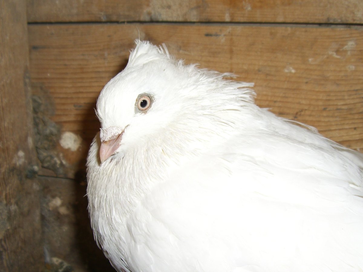 Андижанские голуби белые