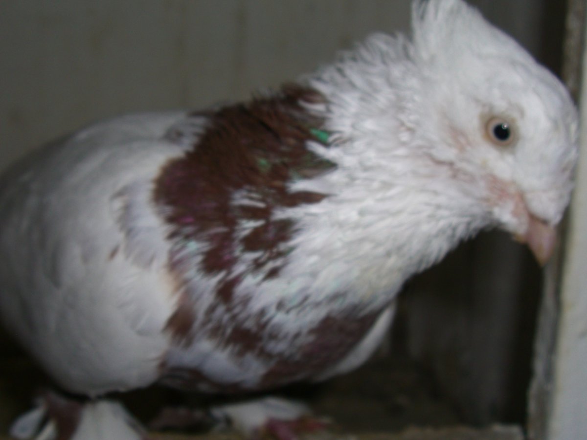 Андижанские голуби Сочи