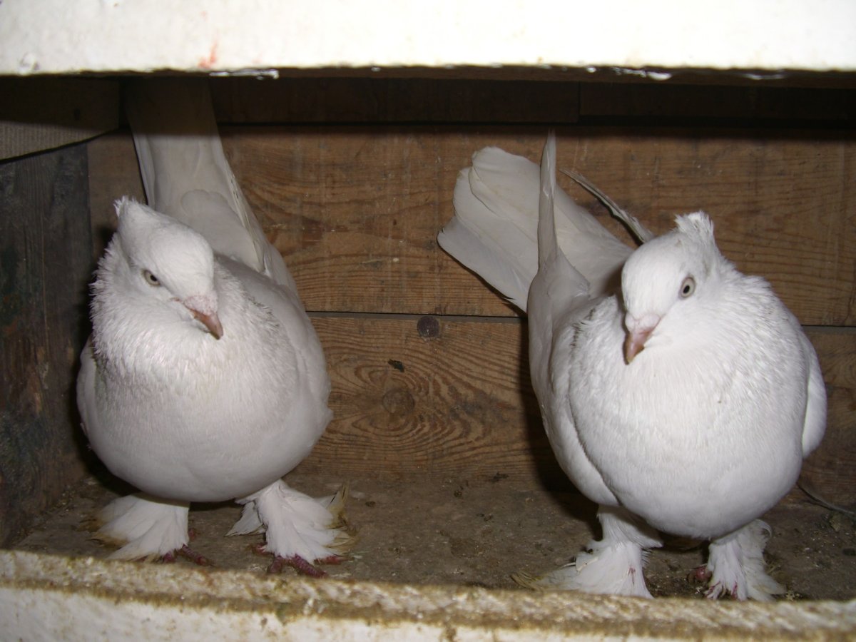 Двухчубые голуби