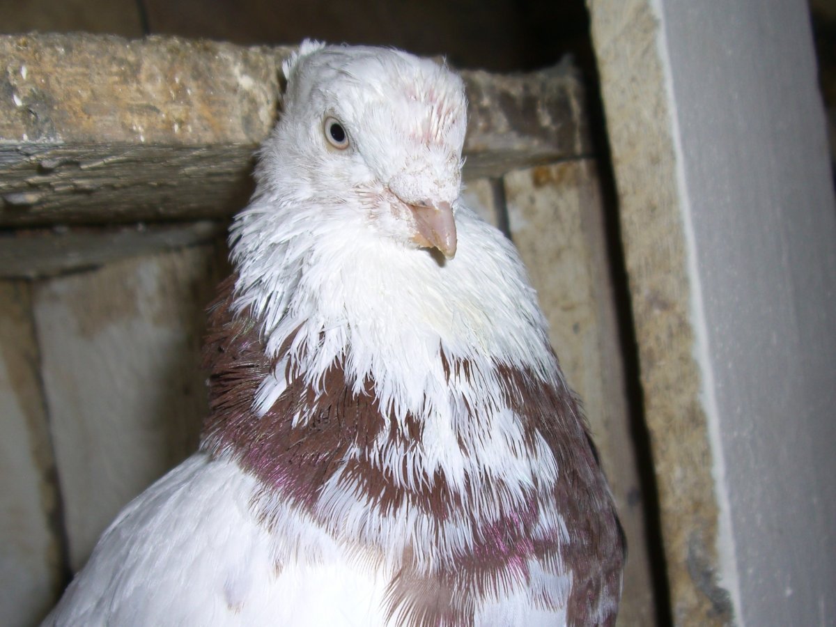 Андижанские двухчубые голуби