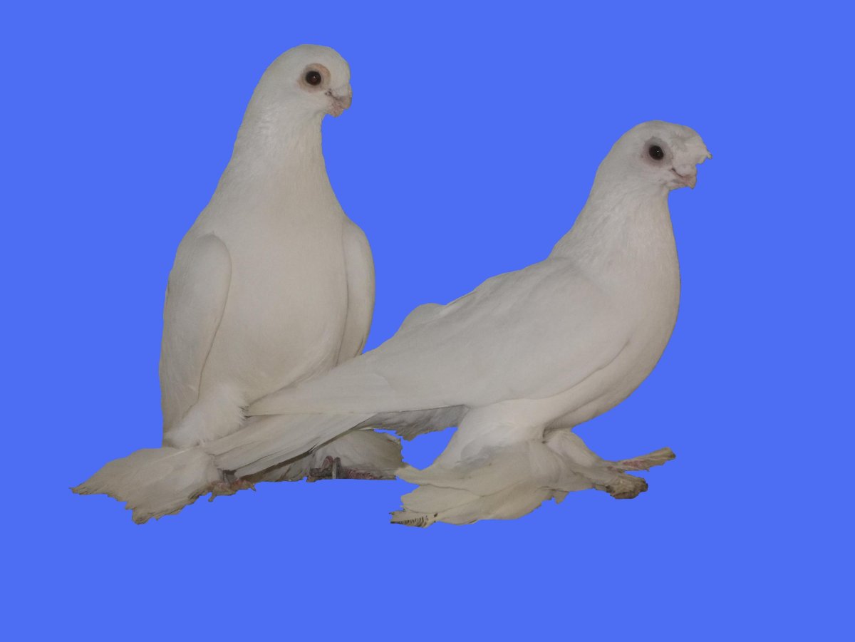 Андижанские двухчубые голуби