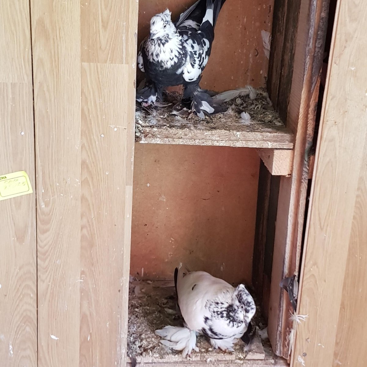 Голубятни в Долгопрудном